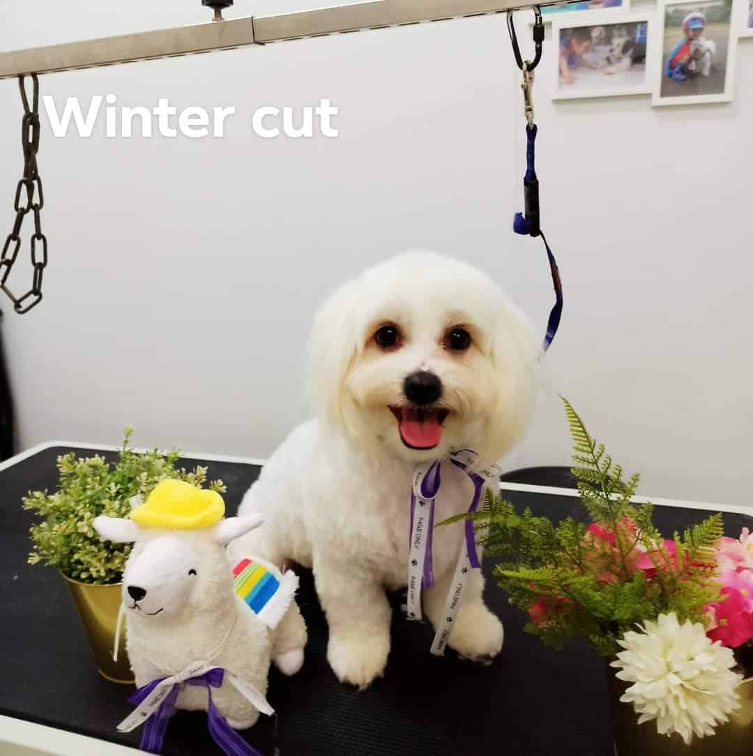 Asian Fusion / Winter Clip