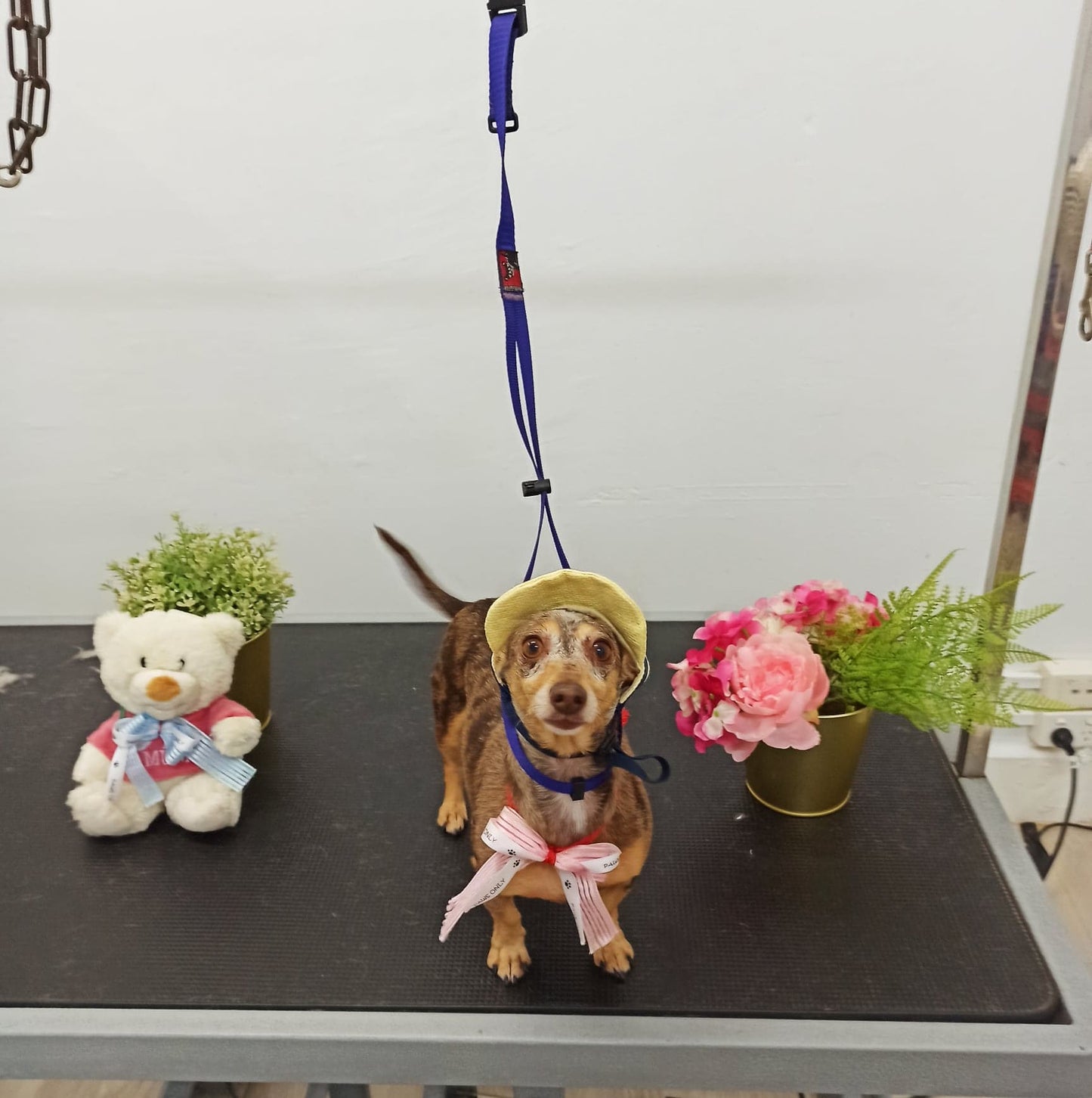 Deluxe Paws Wash