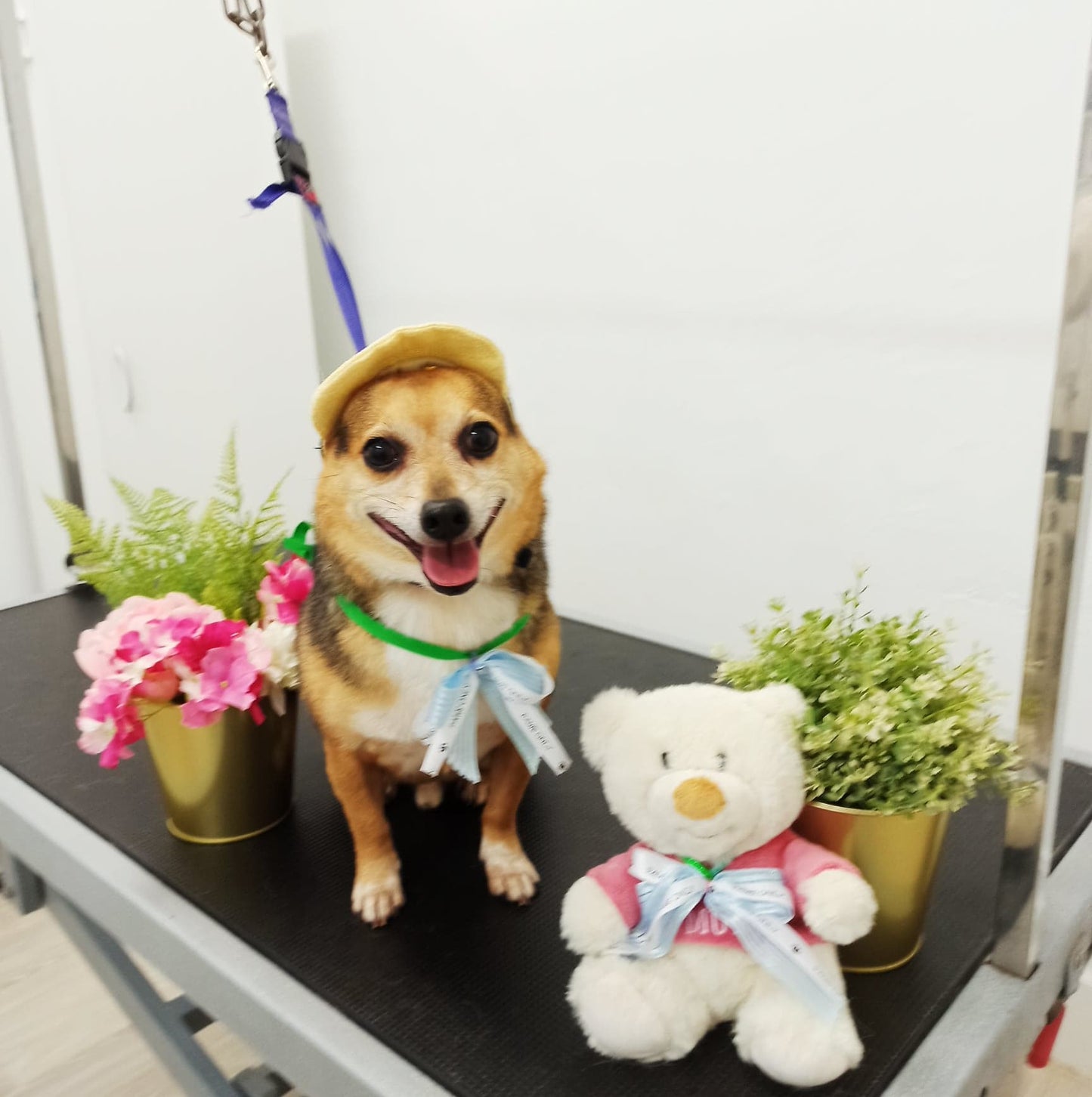 Deluxe Paws Wash