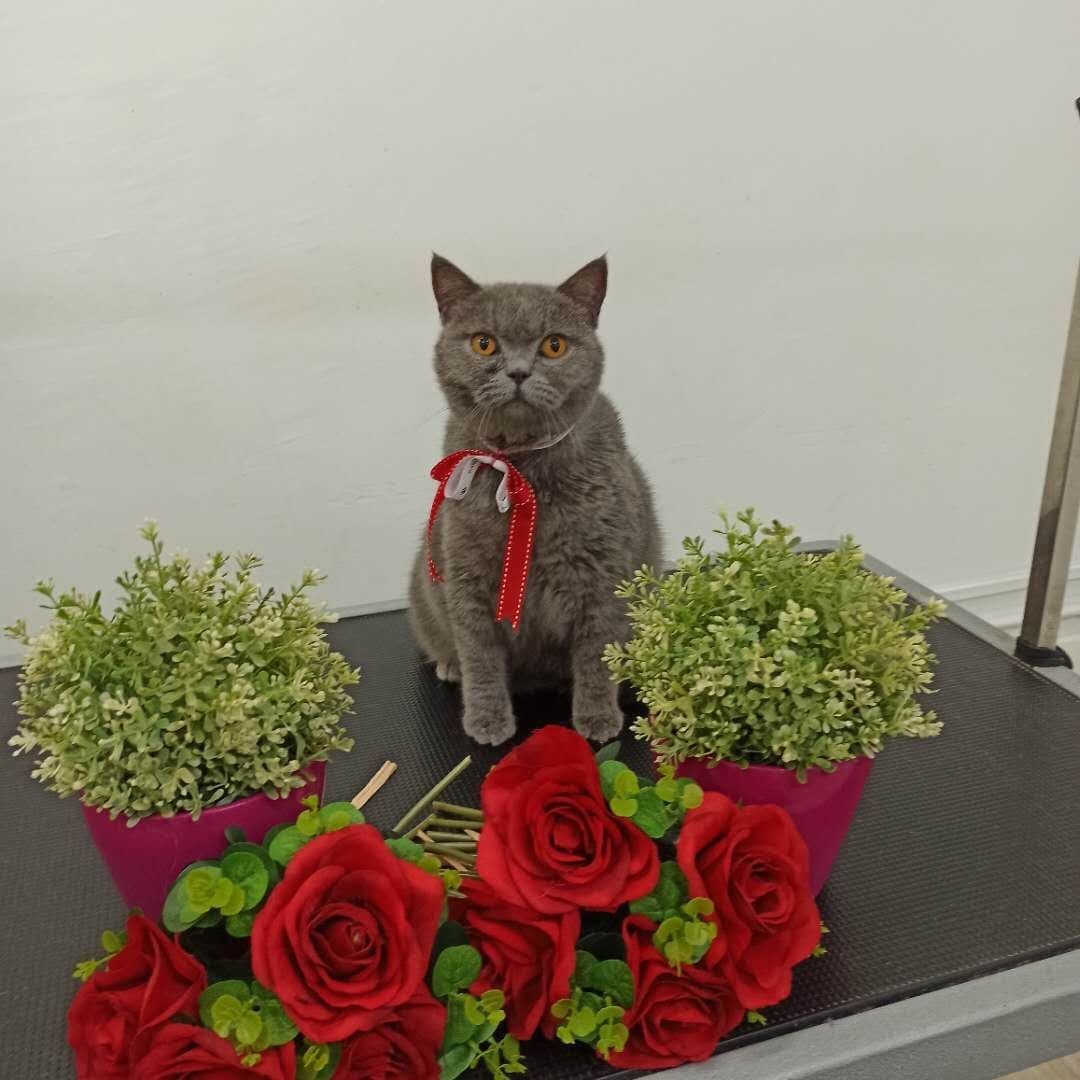 Add-on Services for Cats