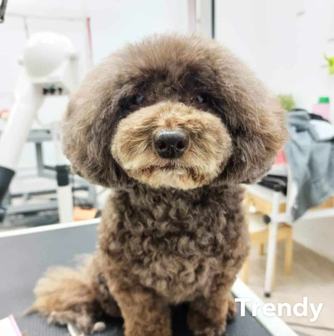 Traditional Clip / Trendy Style