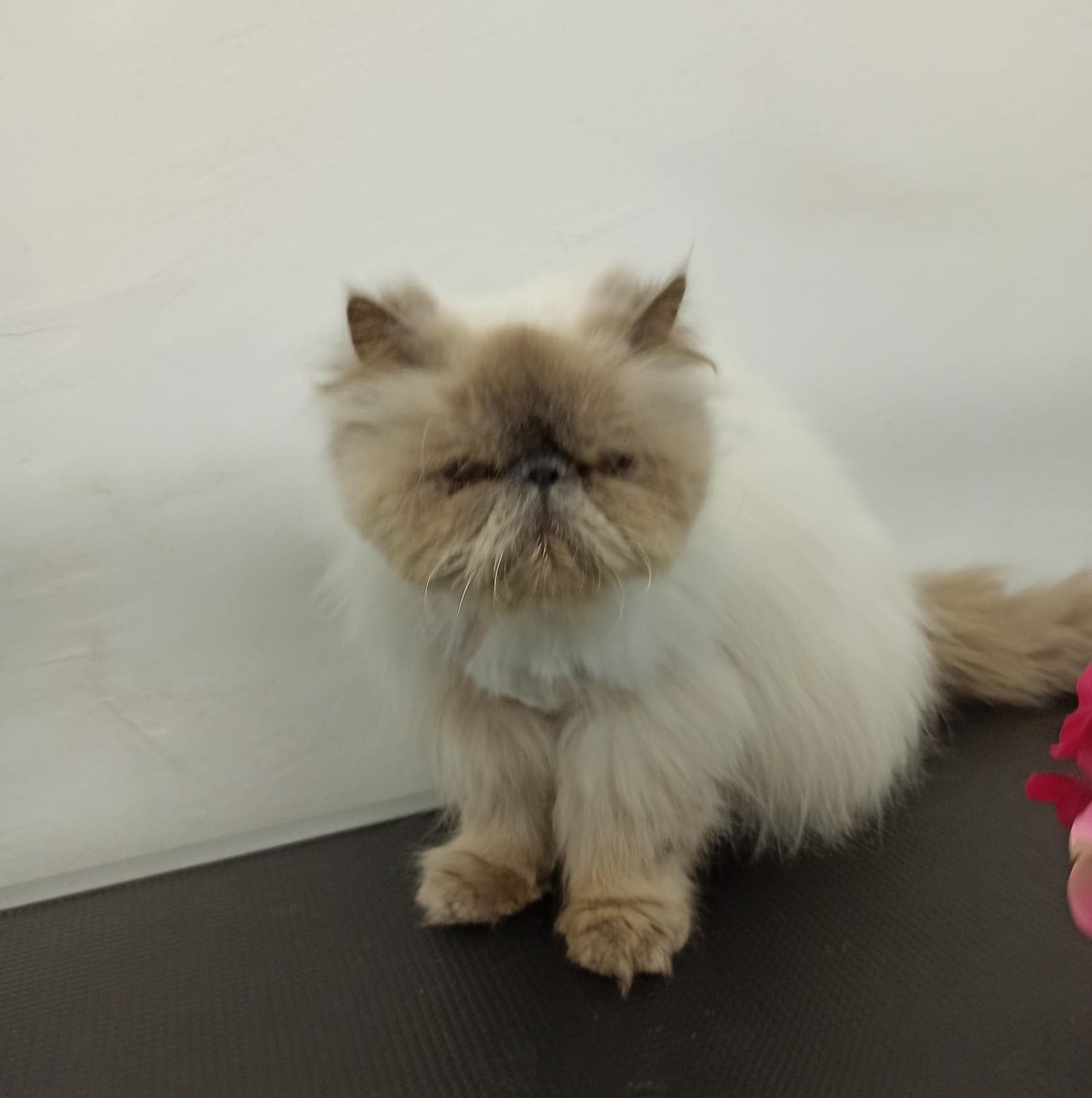 Hygiene Clip for Cats