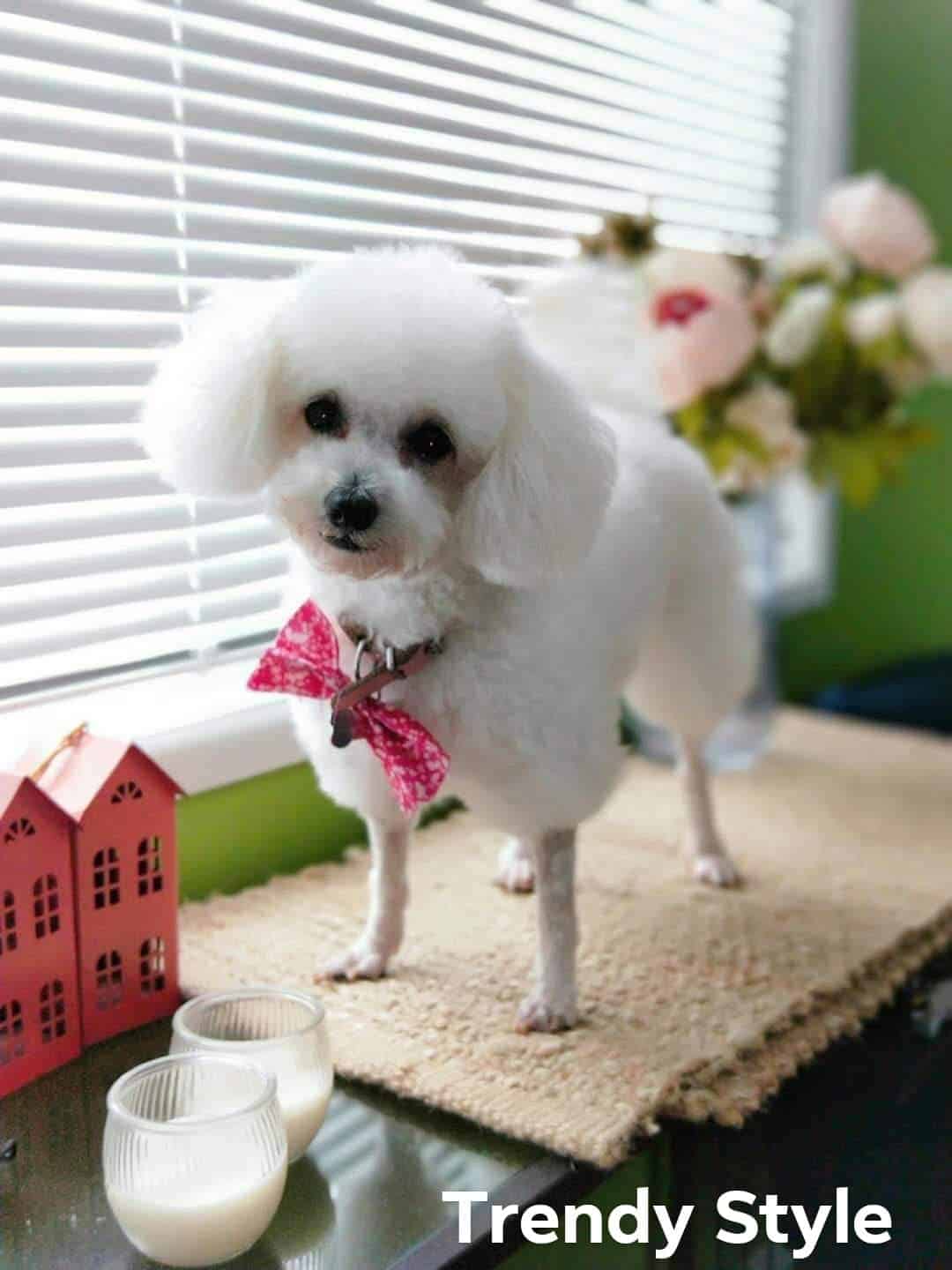 Traditional Clip / Trendy Style