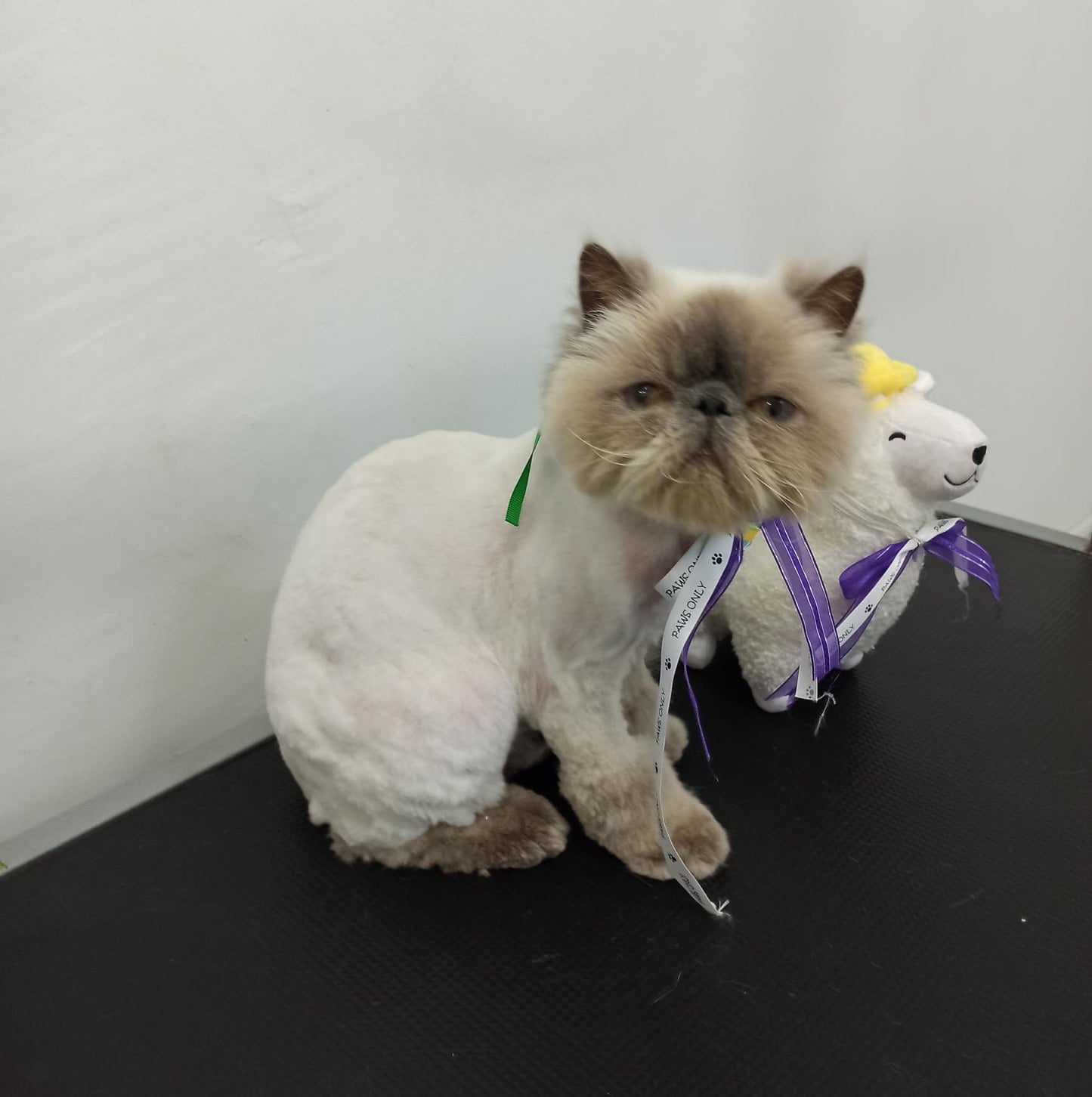 Full Groom for Cats