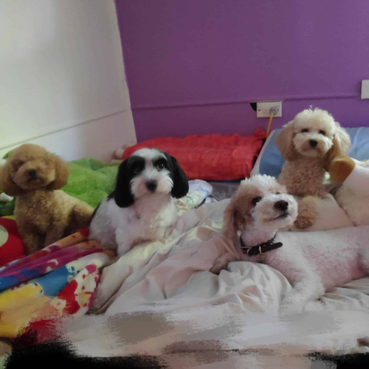 Indoor / Outdoor Day Care